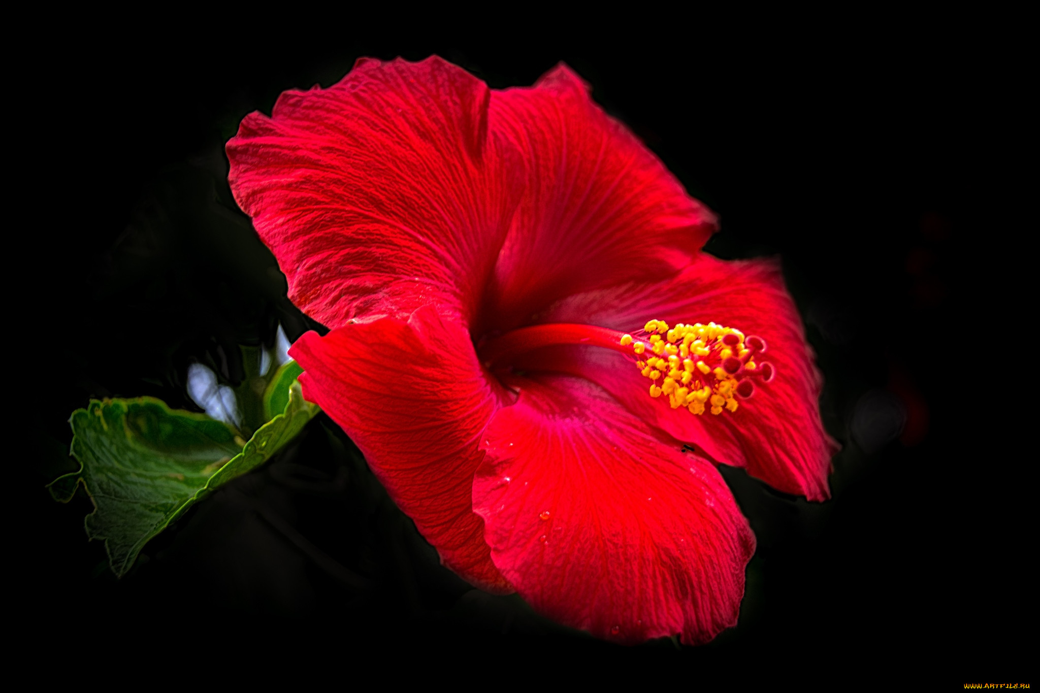 гибискус (hibiscus). гибискус красный. красные гибискусы фото. красные гибискусы фото. королевский гибискус.